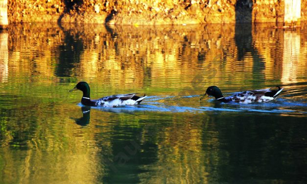 Natura e umanità: il linguaggio fotografico di Lauro Finessi